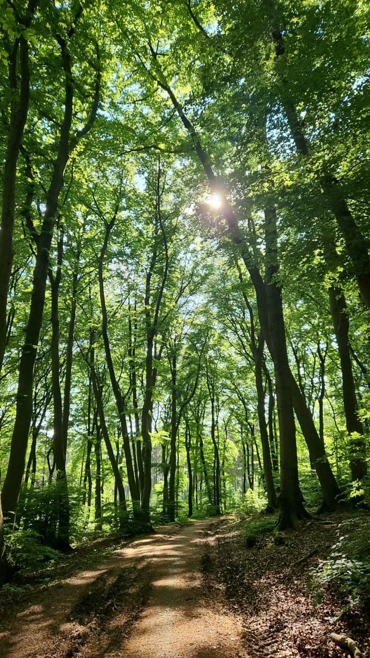Audio system for forest sounds